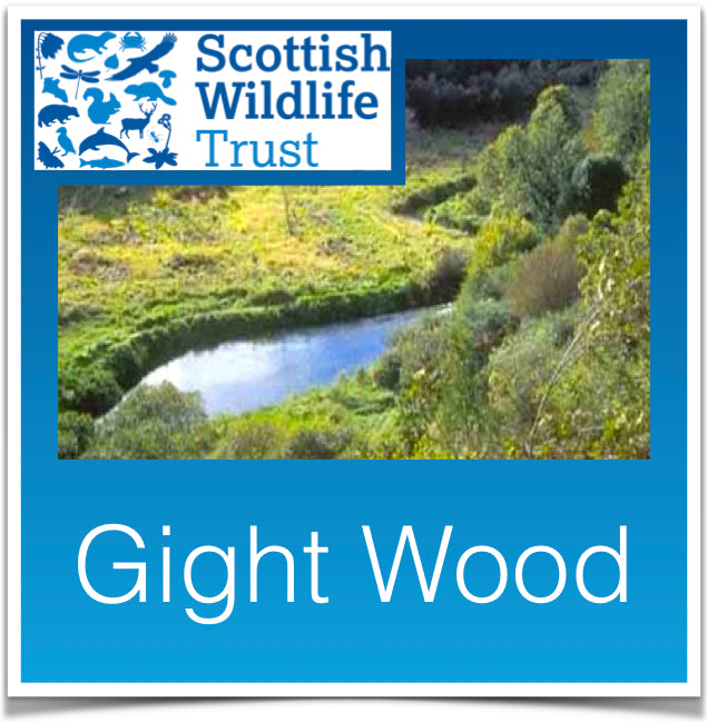 Gight Wood