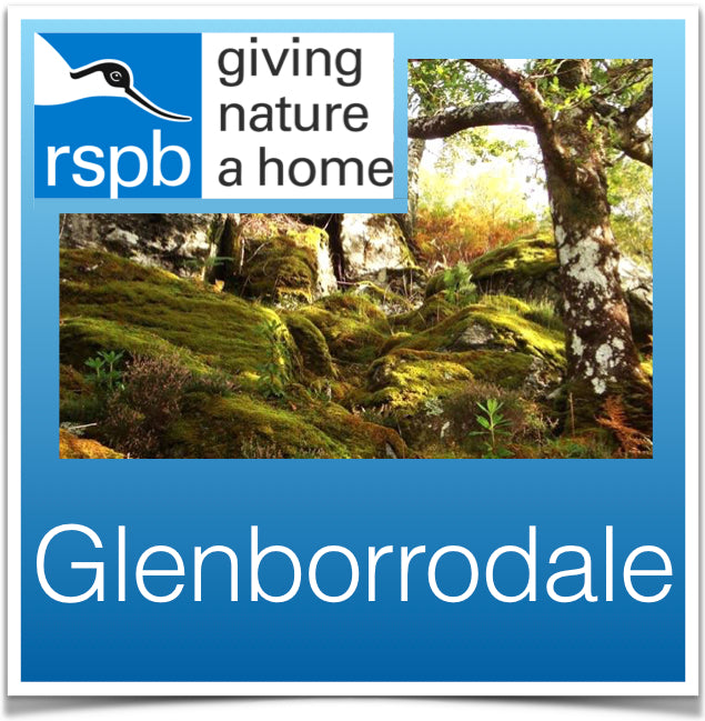 Glenborrodale