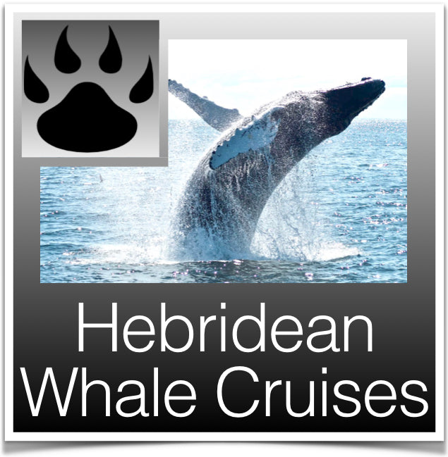 Hebridean Whale cruiss Image