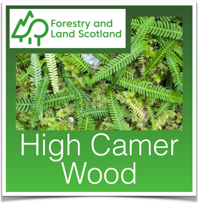 High Camer Wood