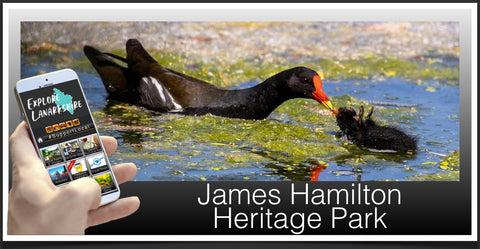 James Hamilton image