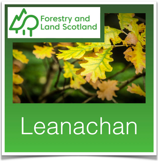 Leanachan