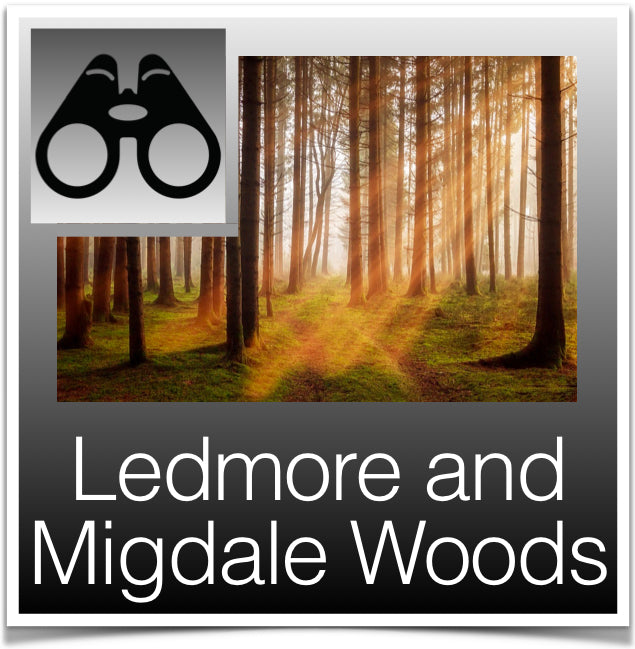 Ledmore and Migdale Woods