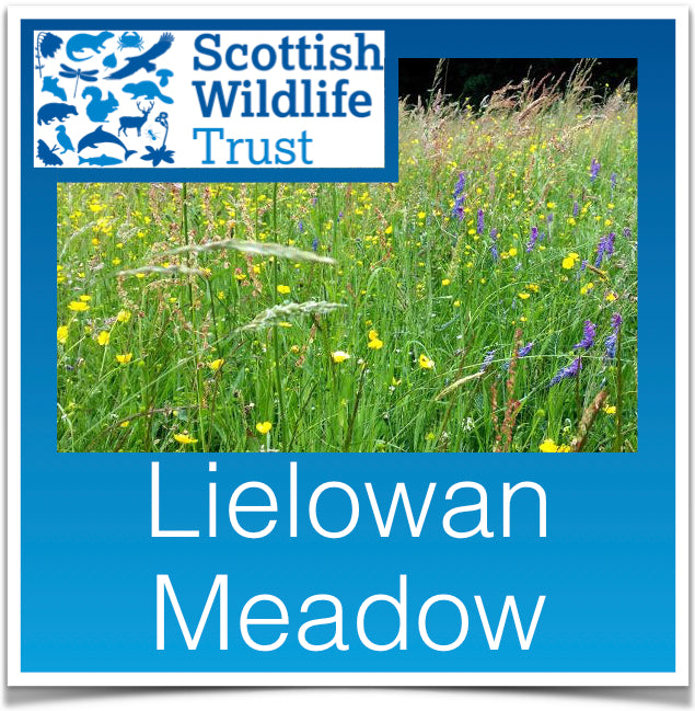 Lielowan Meadow