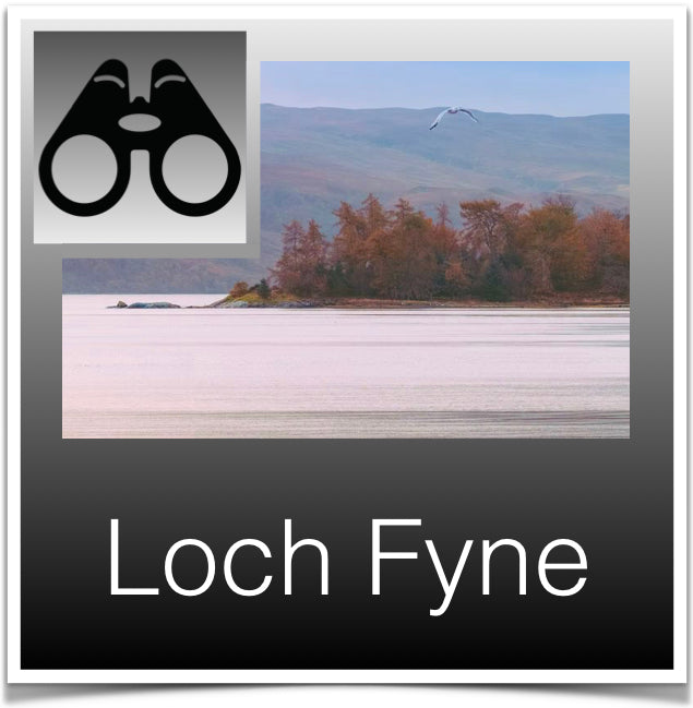 Loch Fyne