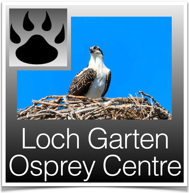 Loch Garten Ospreys