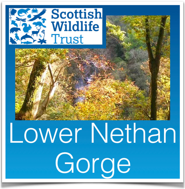 Lower Nethan Gorge