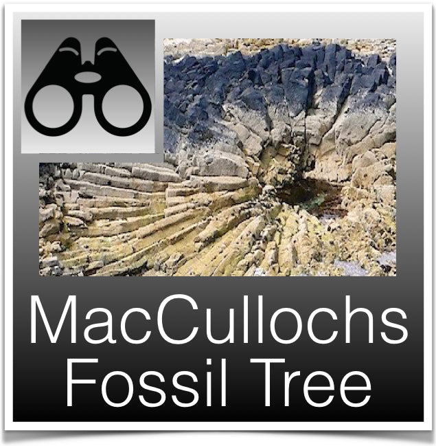 MacCullochs Fossil Tree