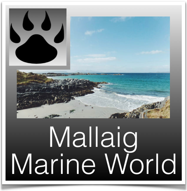 Mallaig Marine Image