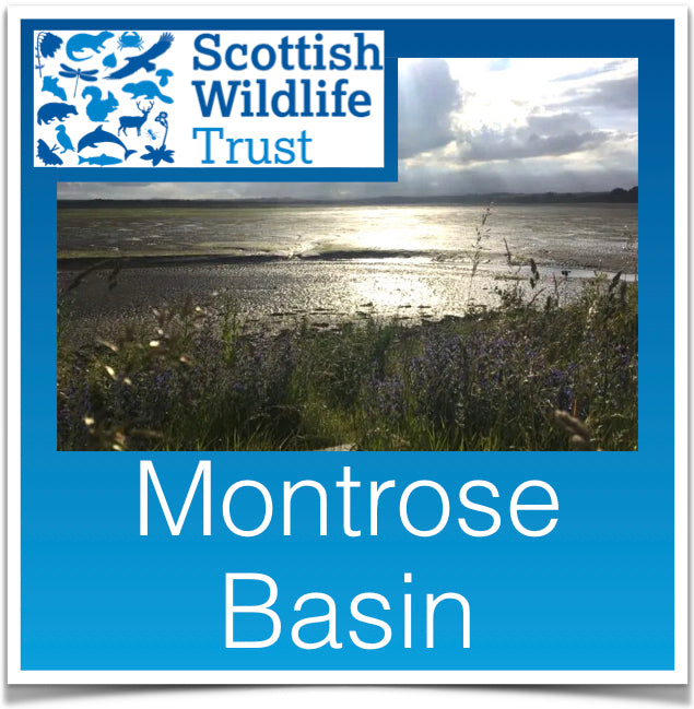 Montrose Basin