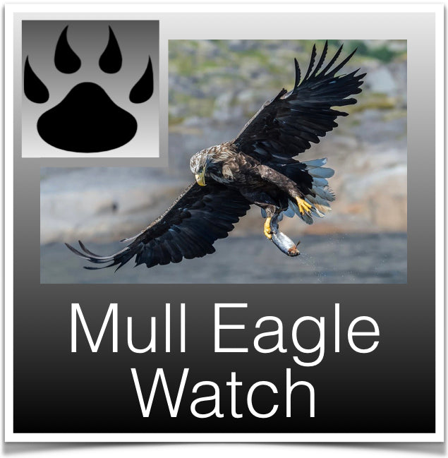 Mull Eagle Watch