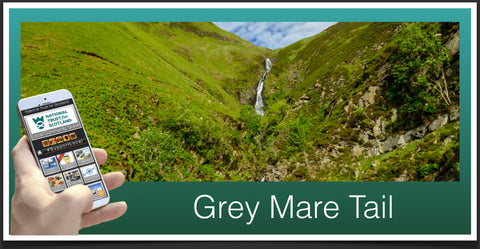 Grey Mare Tail