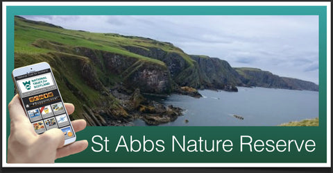 St Abbs Head image