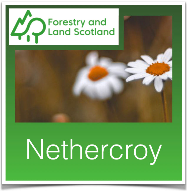 Nethercroy