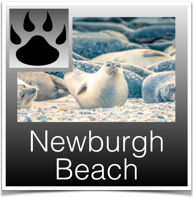Newburgh Beach