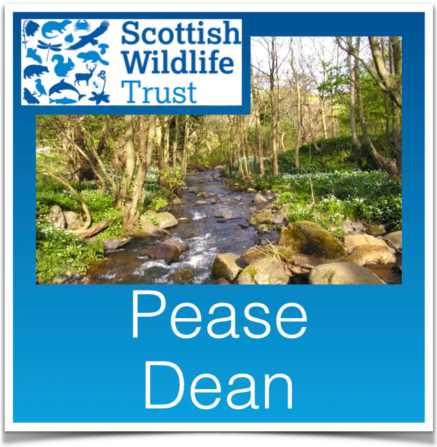 Pease Dean