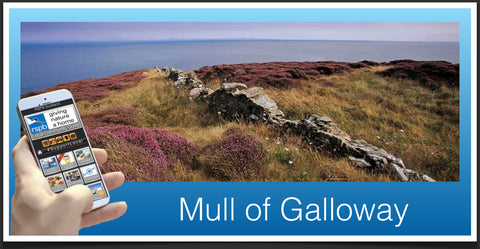 Mull of Galloway RSPB Tail