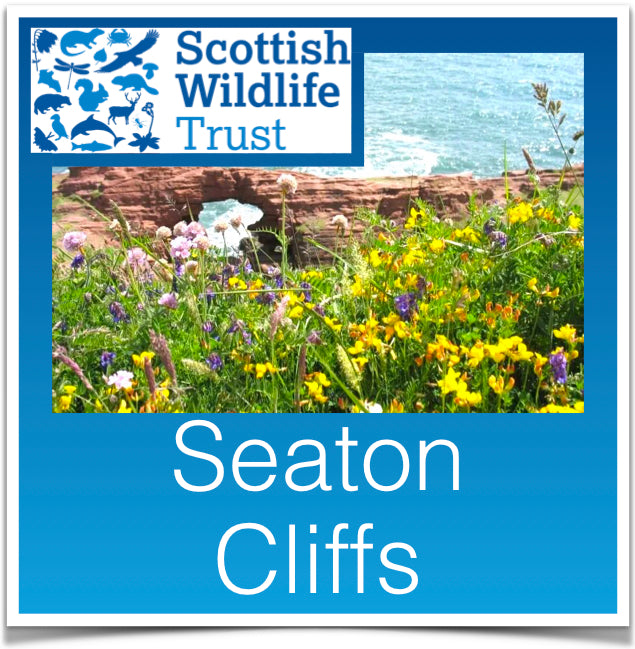 Seaton Cliffs