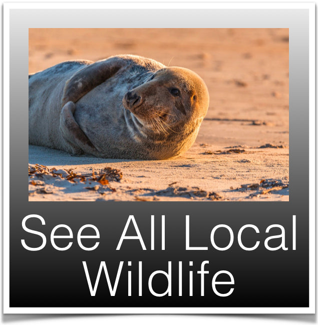 See all Local Wildlife