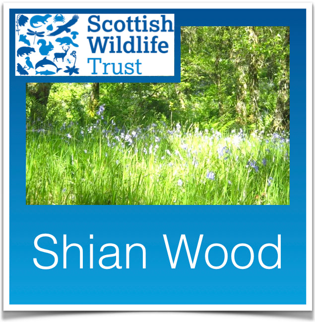 Shian Wood