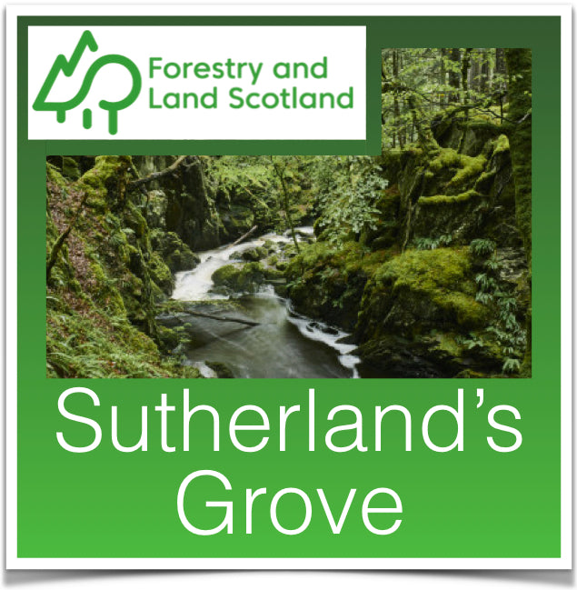 Sutherland's Grove