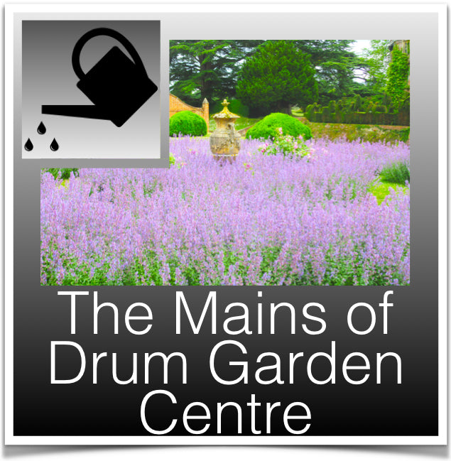 The Mains of Drum Garden