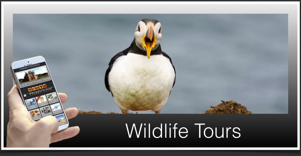 Wildlife Tours