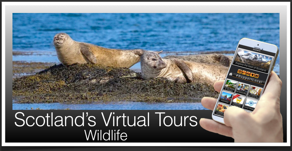 Virtual Wildlife Tour