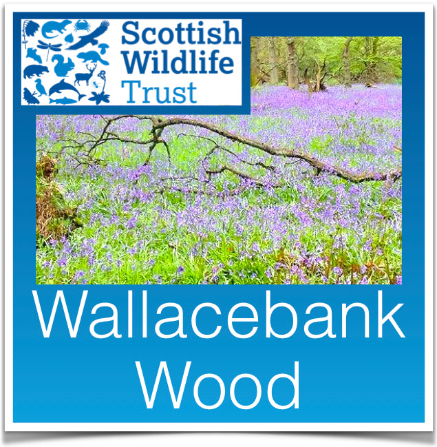 Wallacebank Wood