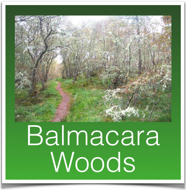 Balmacara Woods