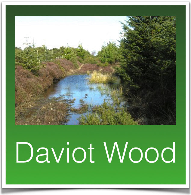 Daviot Wood