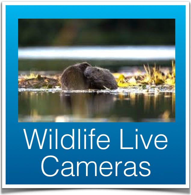Wildlife Camera