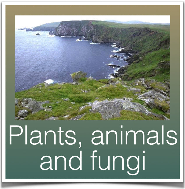 Plants, animals and fungi