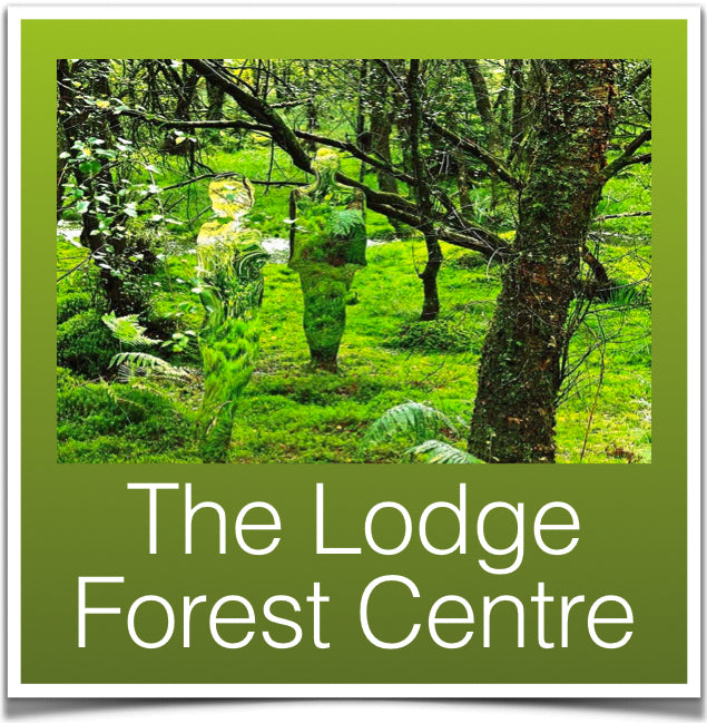 The Lodge forest walk