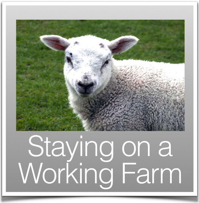 Staying on a Working Farm