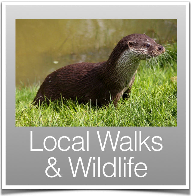Walks and local Wildlife