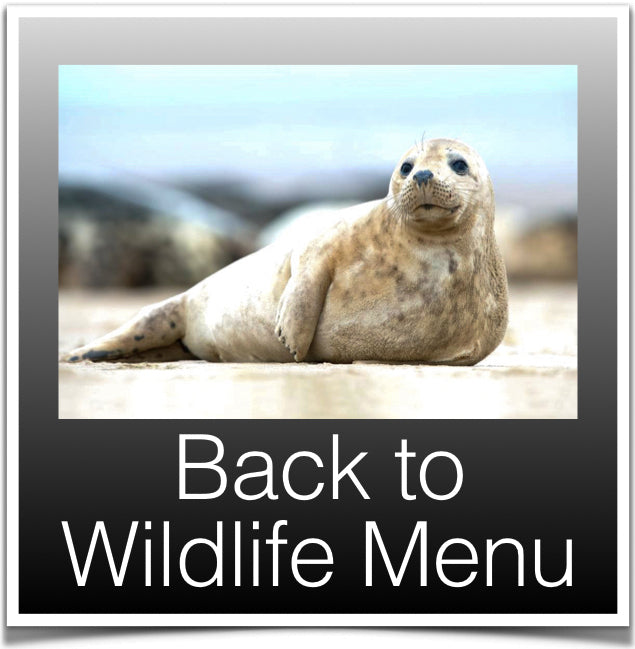 Back to Wildlife Menu