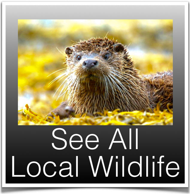 See all Local Wildlife