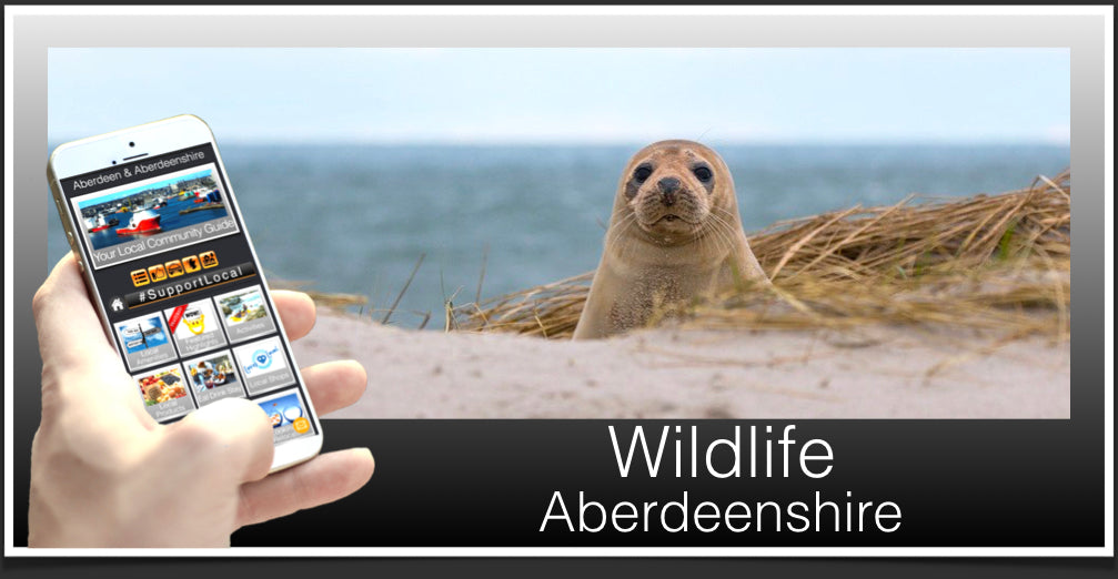 Wildlife Header Aberdeenshire