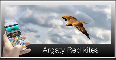 Argaty Red kites image