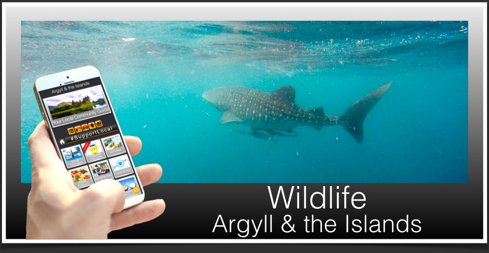 Wildlife Header Argyll