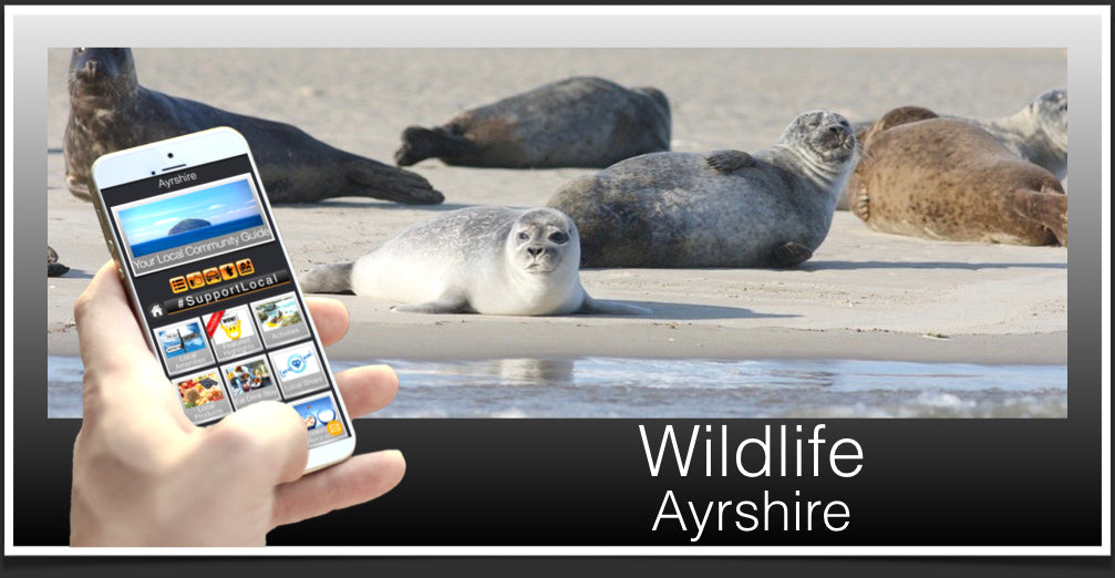 Wildlife Header Ayrshire