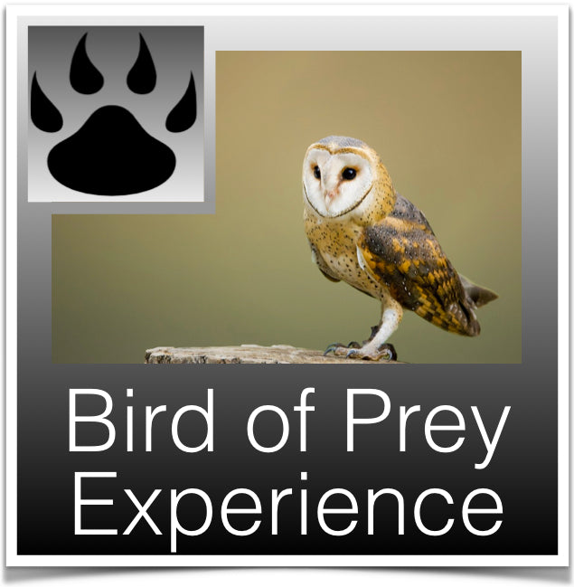 Bird of Prey Experience