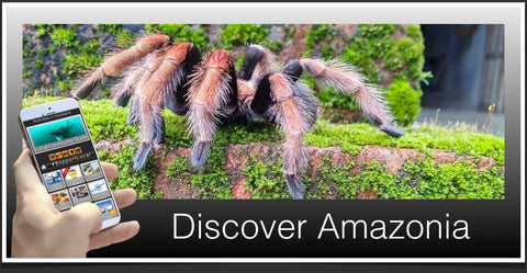 Discover Amazonia image