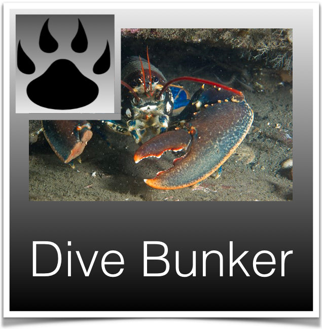 Dive Bunker