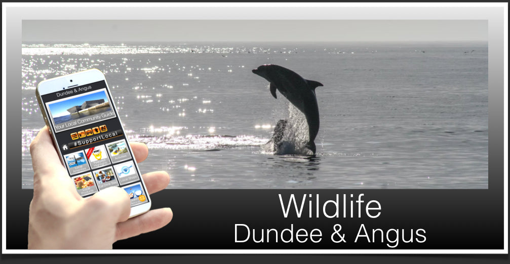 Wildlife Header Dundee