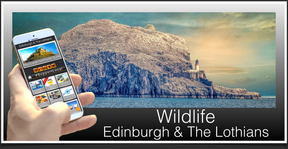 Wildlife Header Edinburgh