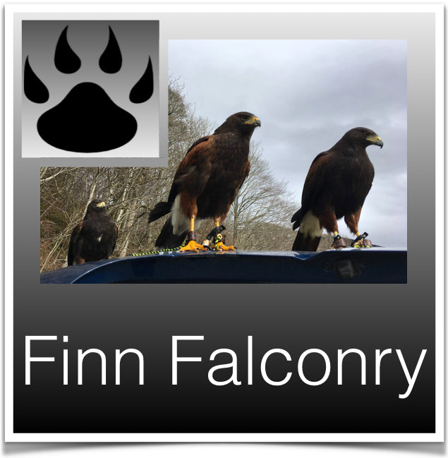 Finn Falconry