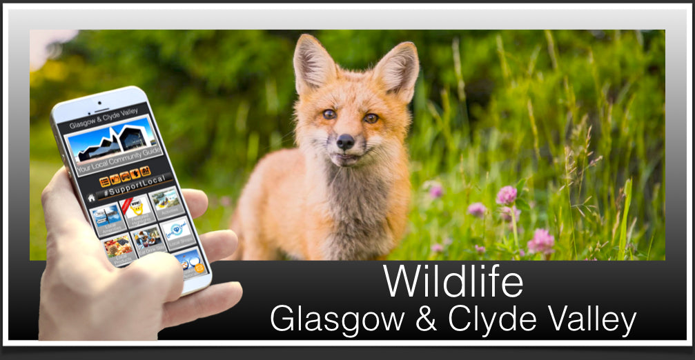 Wildlife Header Glasgow