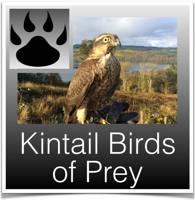 Kintail Birds of Prey